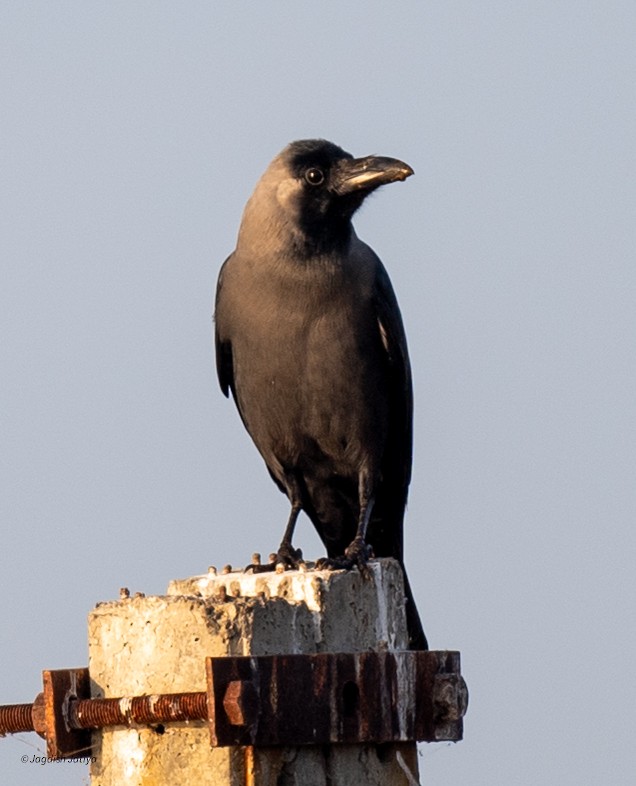 Ev Kargası - ML646518574