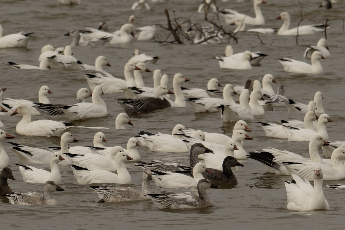 Ross's Goose - ML646518575