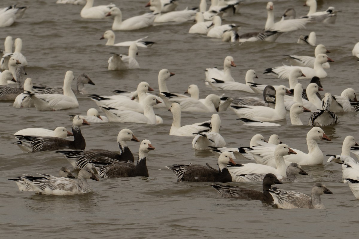 Ross's Goose - ML646518576