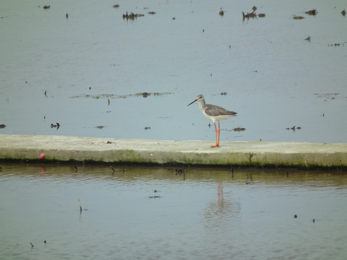 Spotted Redshank - ML646518577