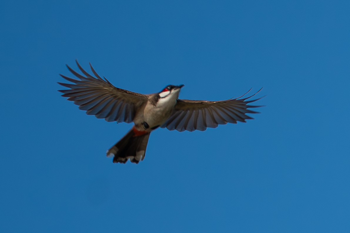 Red-whiskered Bulbul - ML646518579