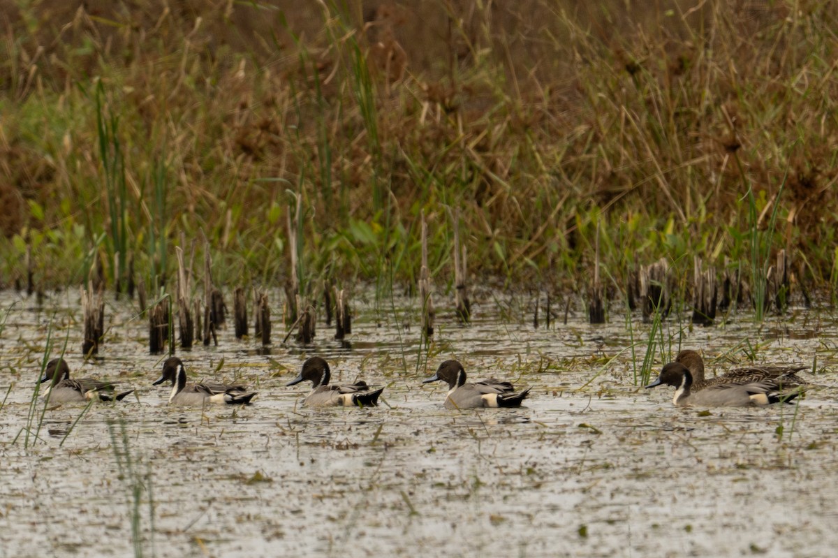 Northern Pintail - ML646518582