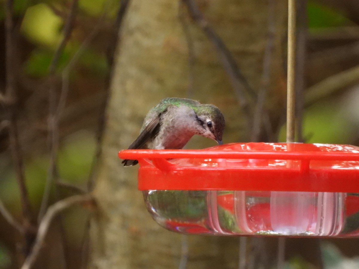 Anna's Hummingbird - ML646518584