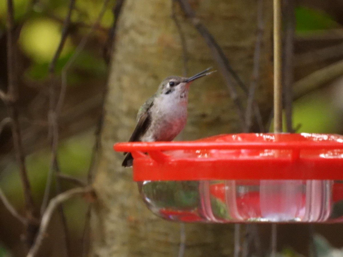 Anna's Hummingbird - ML646518585