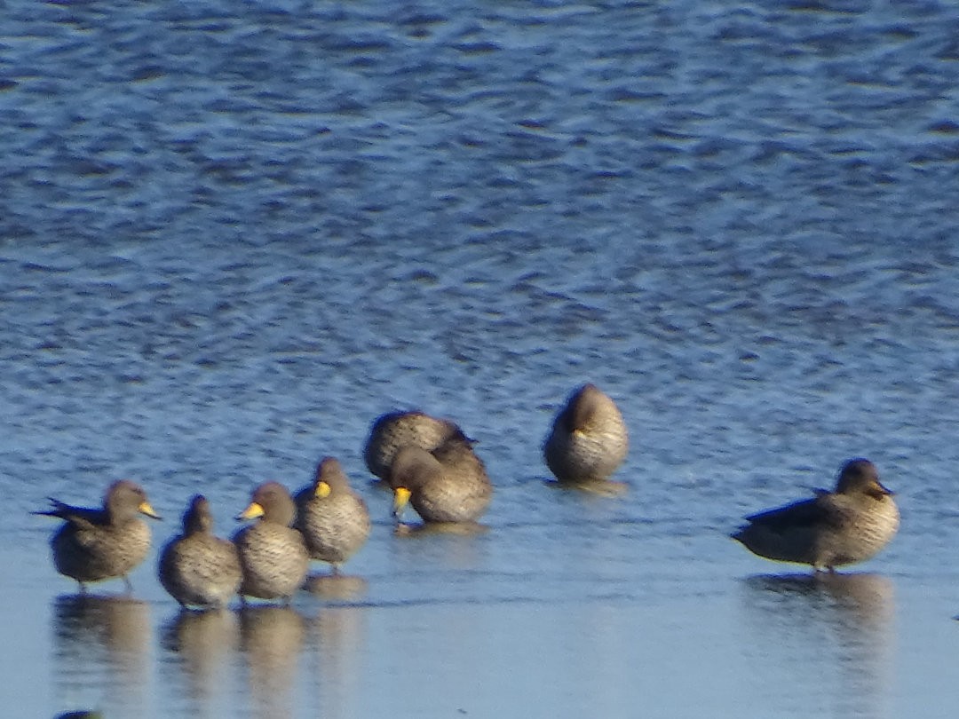 Yellow-billed Teal - ML646518589