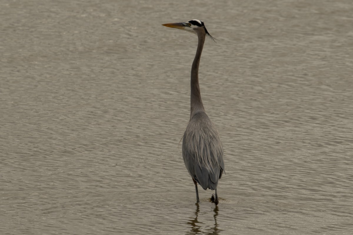 Great Blue Heron (Great Blue) - ML646518590