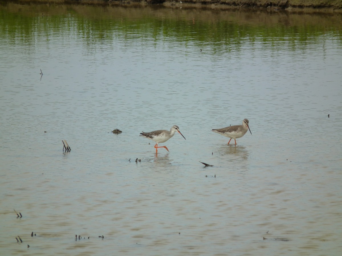 Spotted Redshank - ML646518597