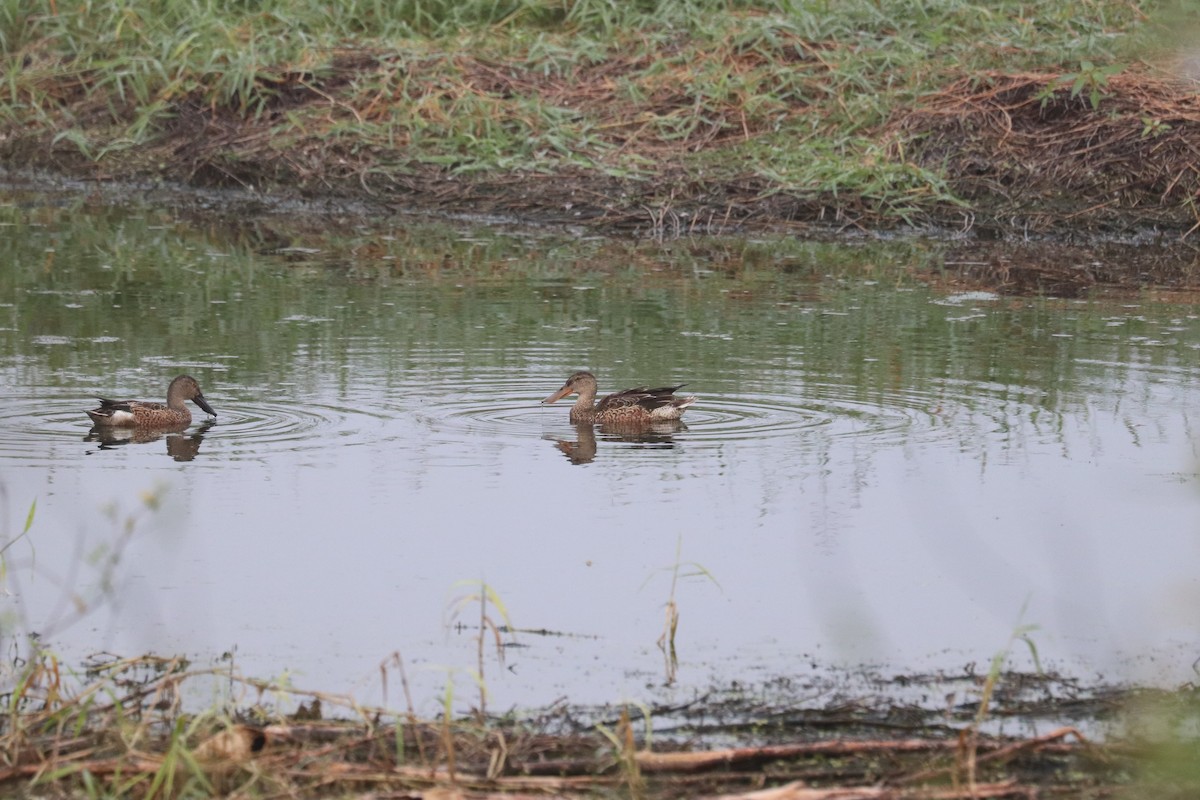 Löffelente - ML646518598