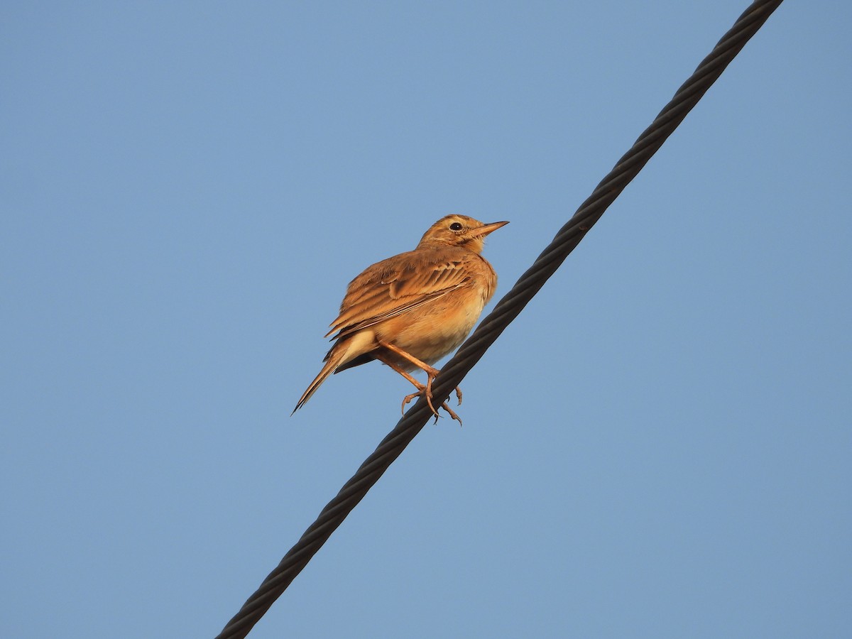 Bisbita Oriental - ML646518603