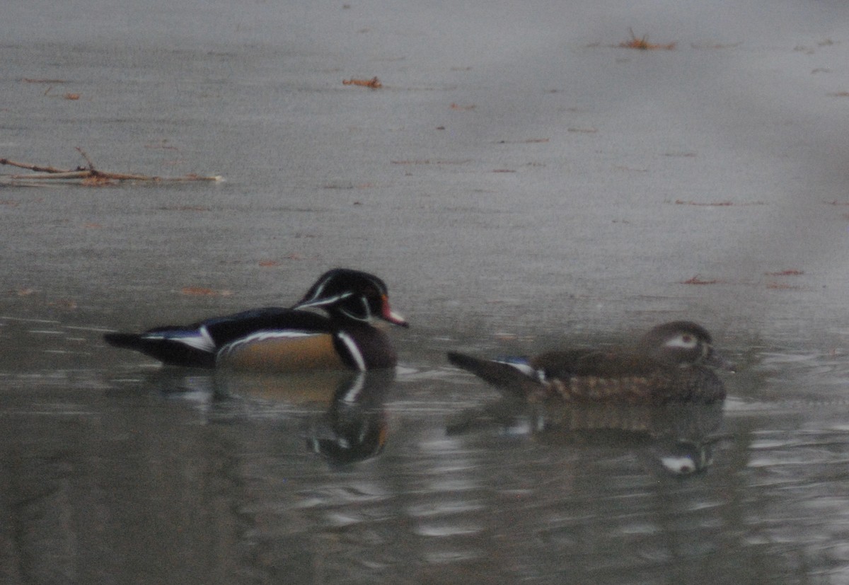 Wood Duck - ML646518605