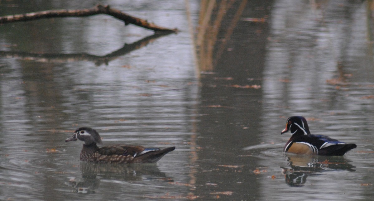Wood Duck - ML646518607