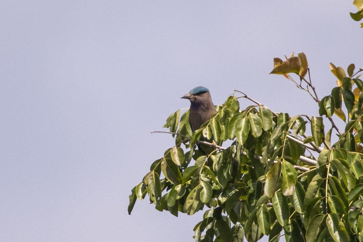Indochinese Roller - ML646518608