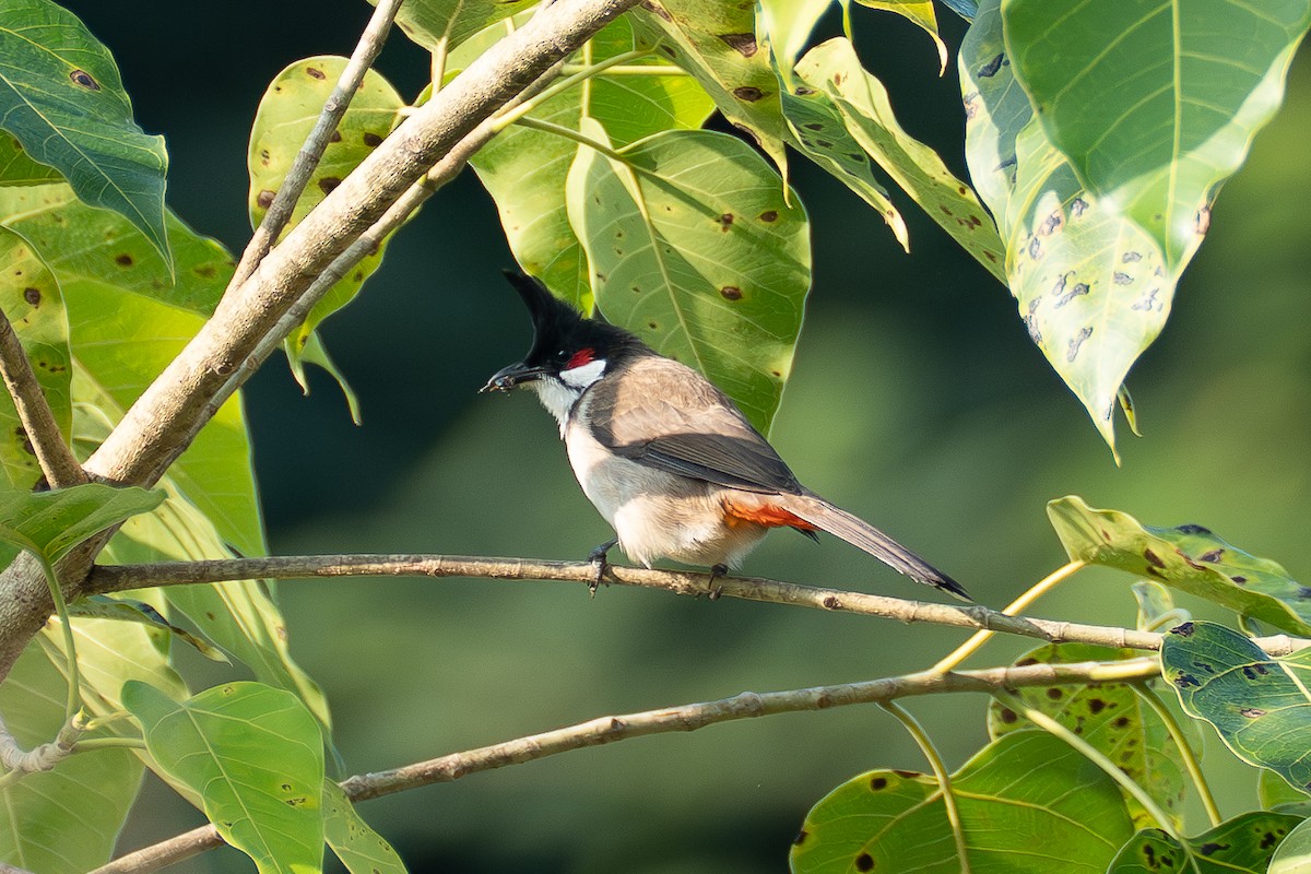 Red-whiskered Bulbul - ML646518610