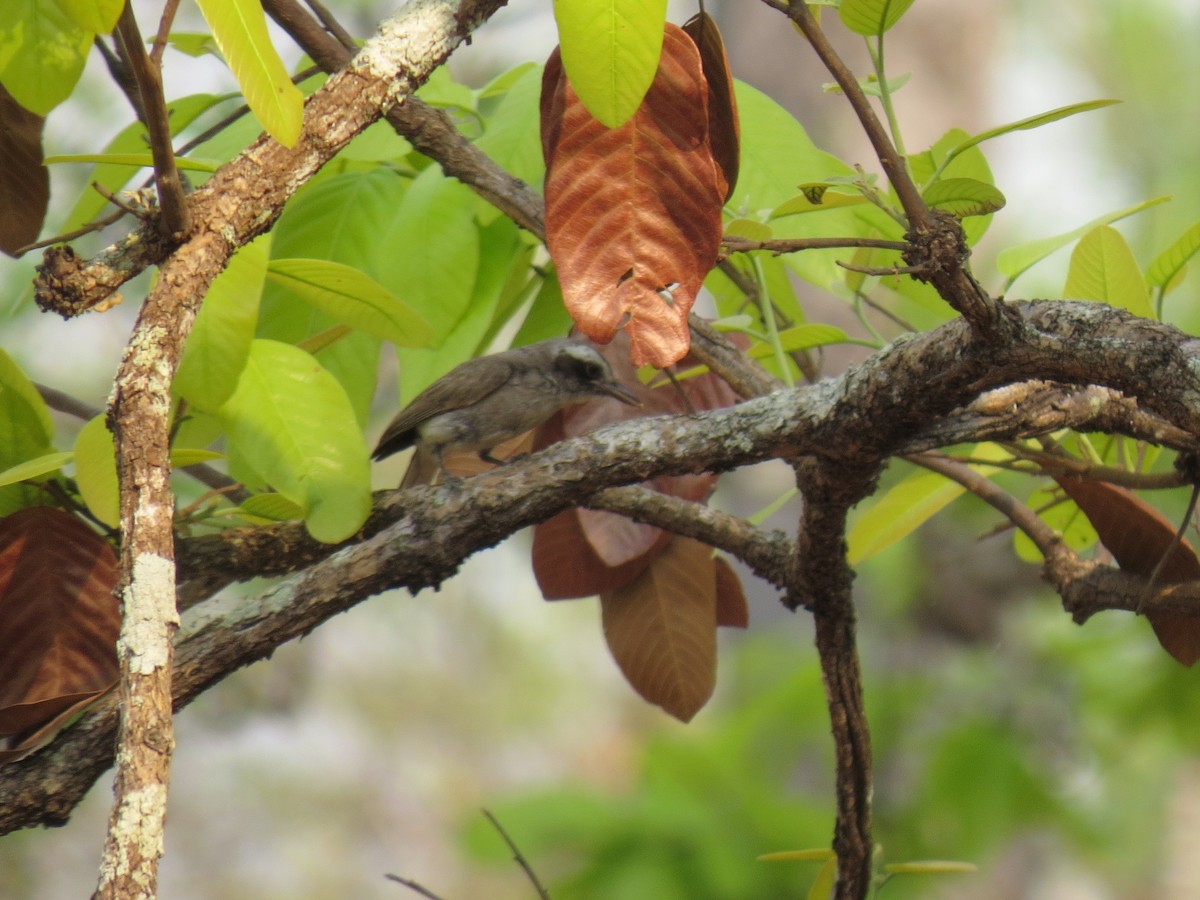 Common Woodshrike - ML646518611