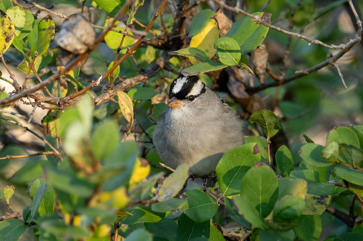 White-crowned Sparrow - ML646518612
