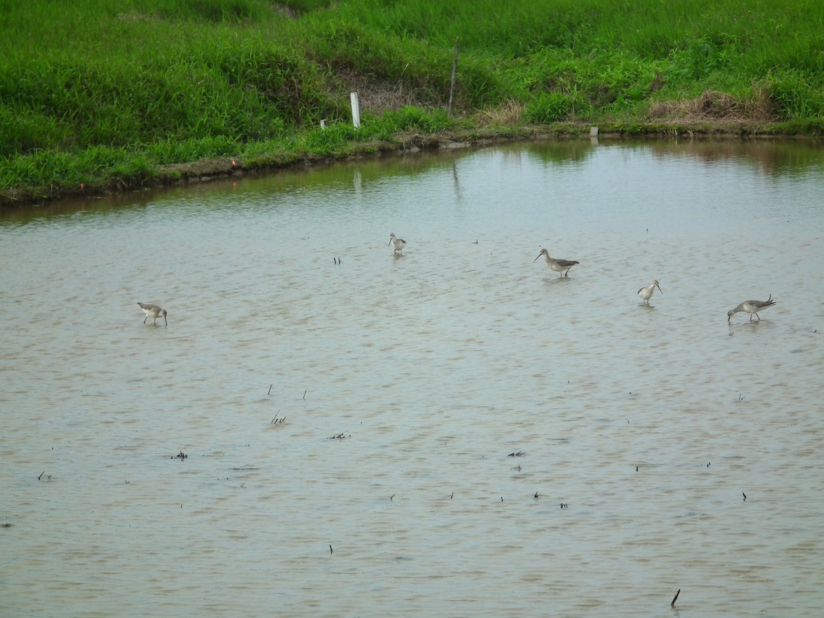 Spotted Redshank - ML646518613