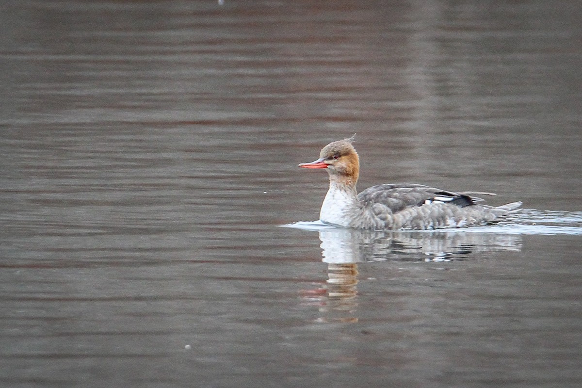 Tarakdiş - ML646518615