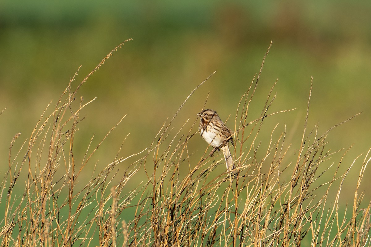 Song Sparrow - ML646518617