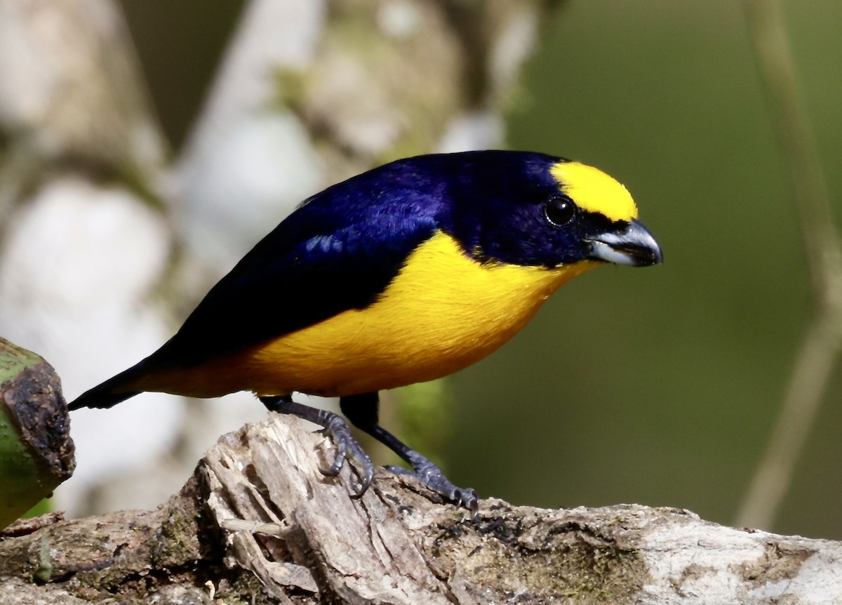 Orange-bellied Euphonia - ML646518619