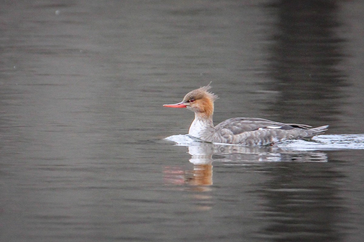 Tarakdiş - ML646518620