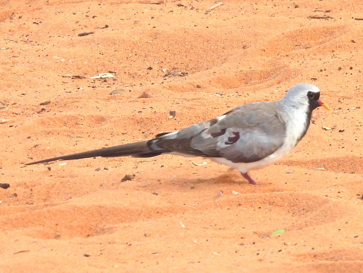 Namaqua Dove - ML646518621