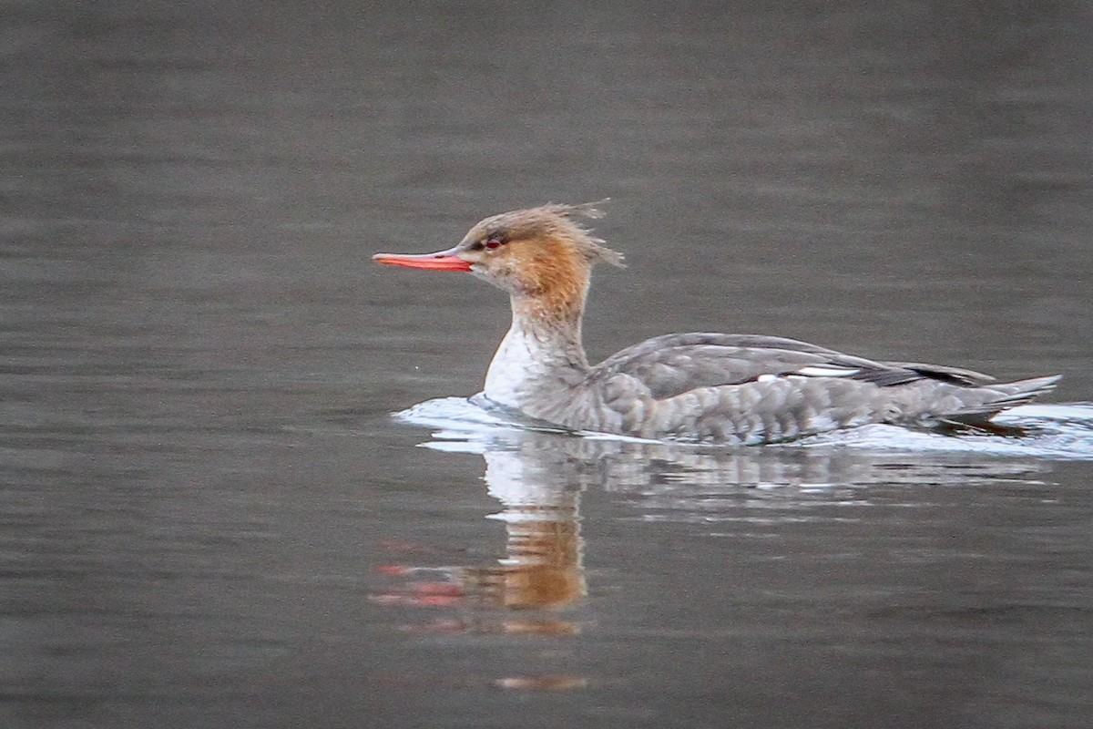 Tarakdiş - ML646518622