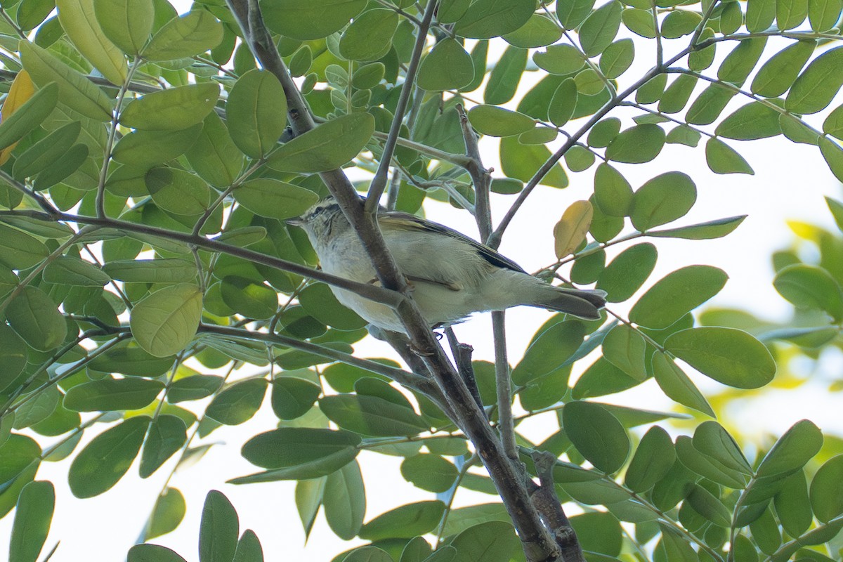 Yellow-browed Warbler - ML646518627