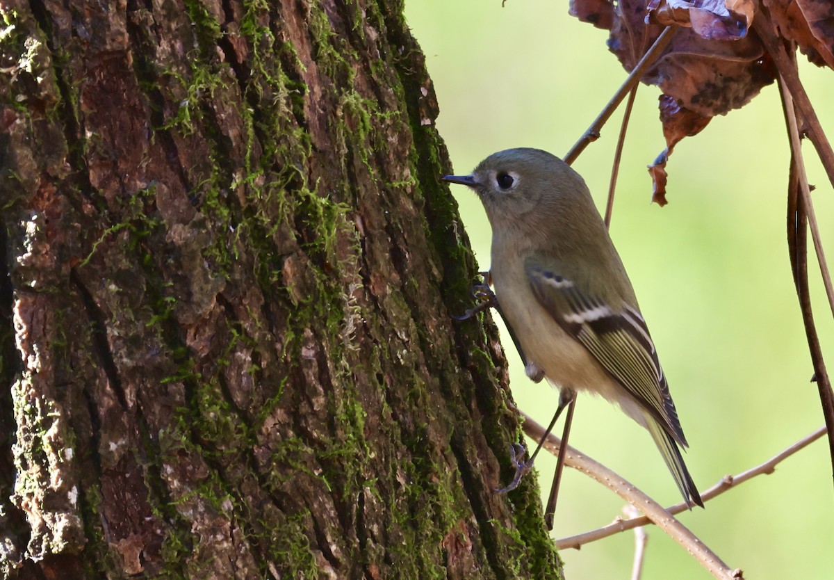 Ruby-crowned Kinglet - ML646518635