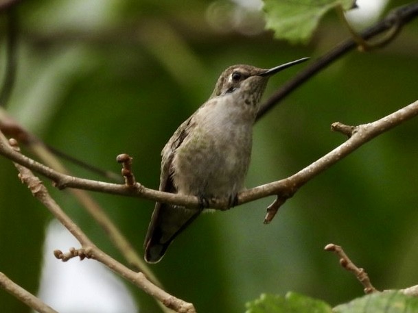 Anna's Hummingbird - ML646518637