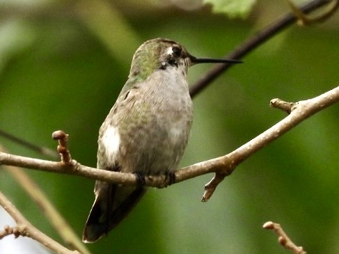 Anna's Hummingbird - ML646518638