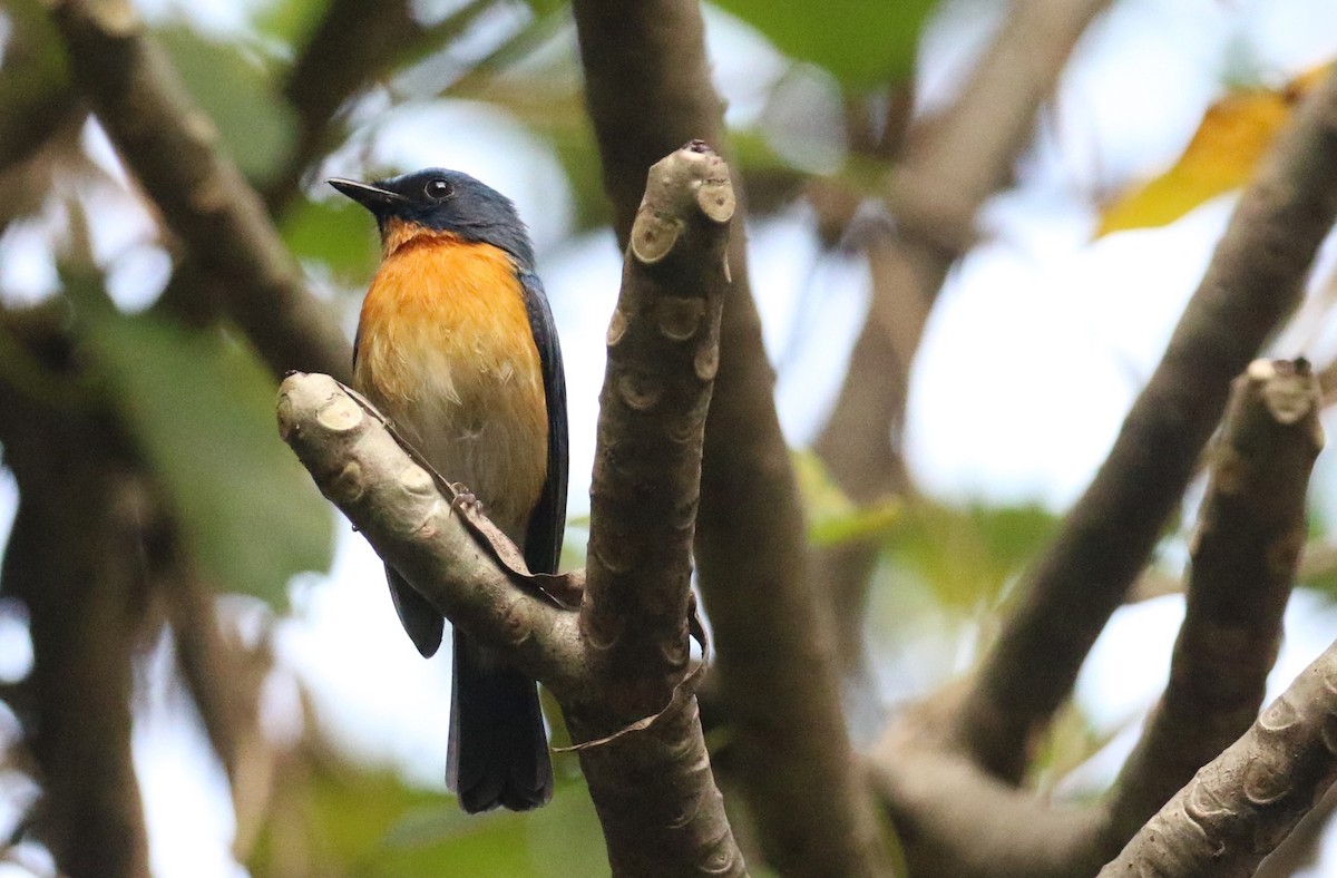 Tickell's Blue Flycatcher - ML646518654