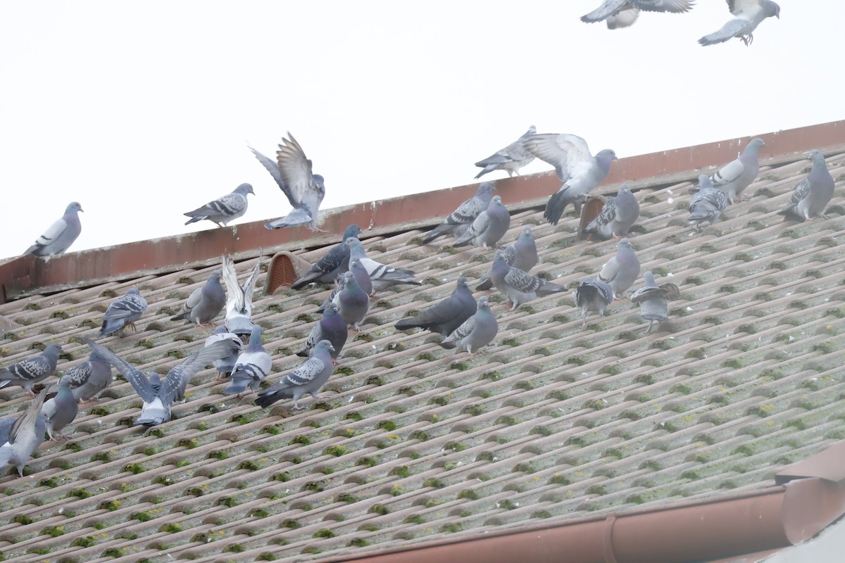 יונת בית - ML646518655