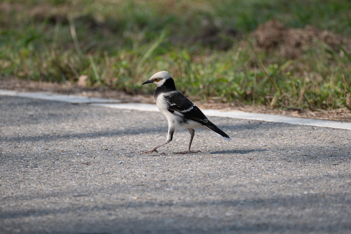Black-collared Starling - ML646518656