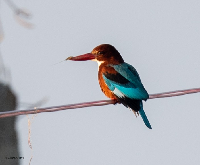 İzmir Yalıçapkını - ML646518658