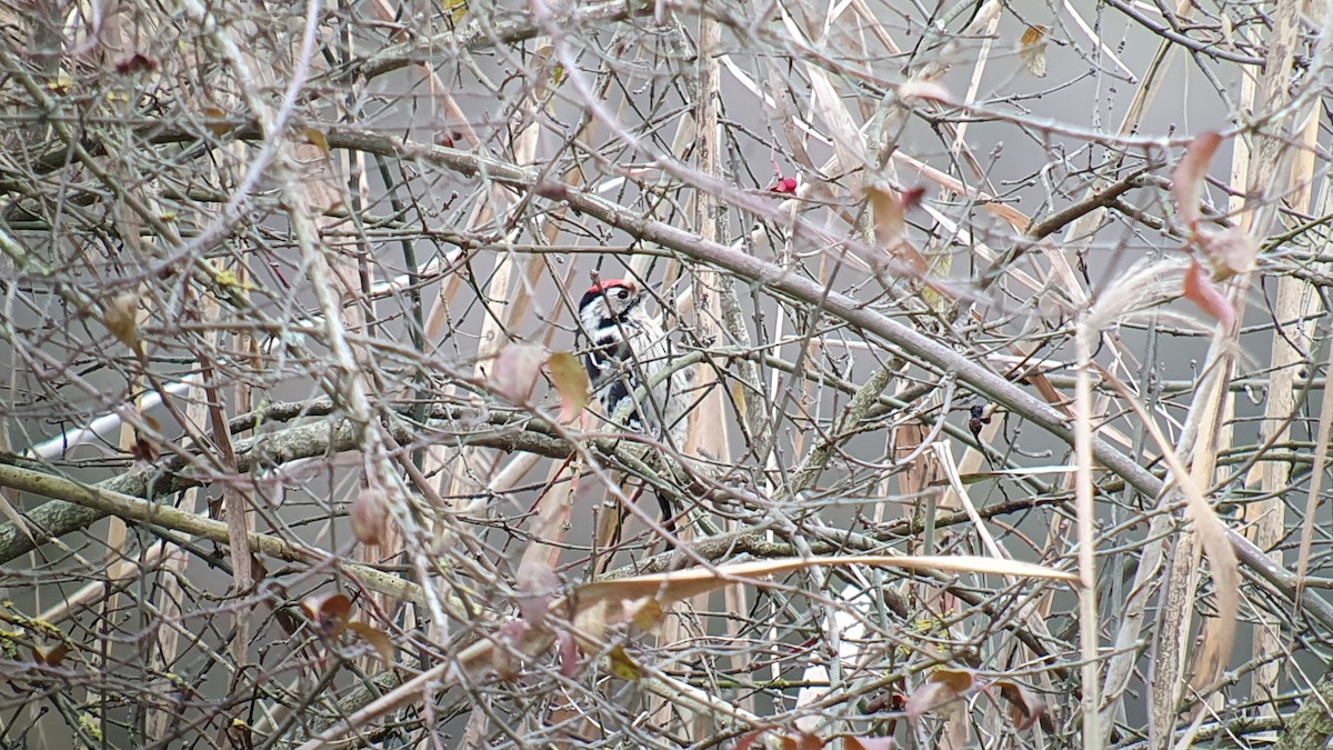 Lesser Spotted Woodpecker - ML646518659