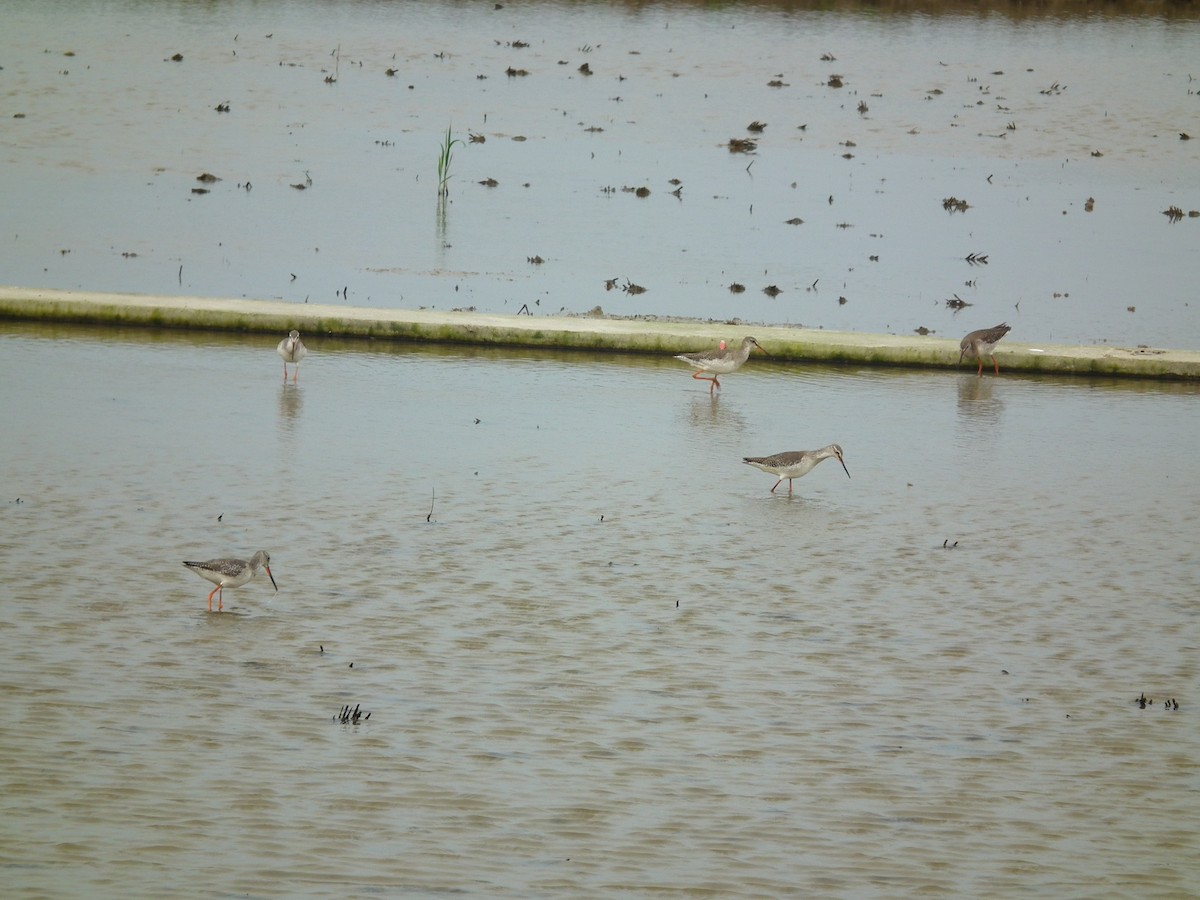 Spotted Redshank - ML646518662
