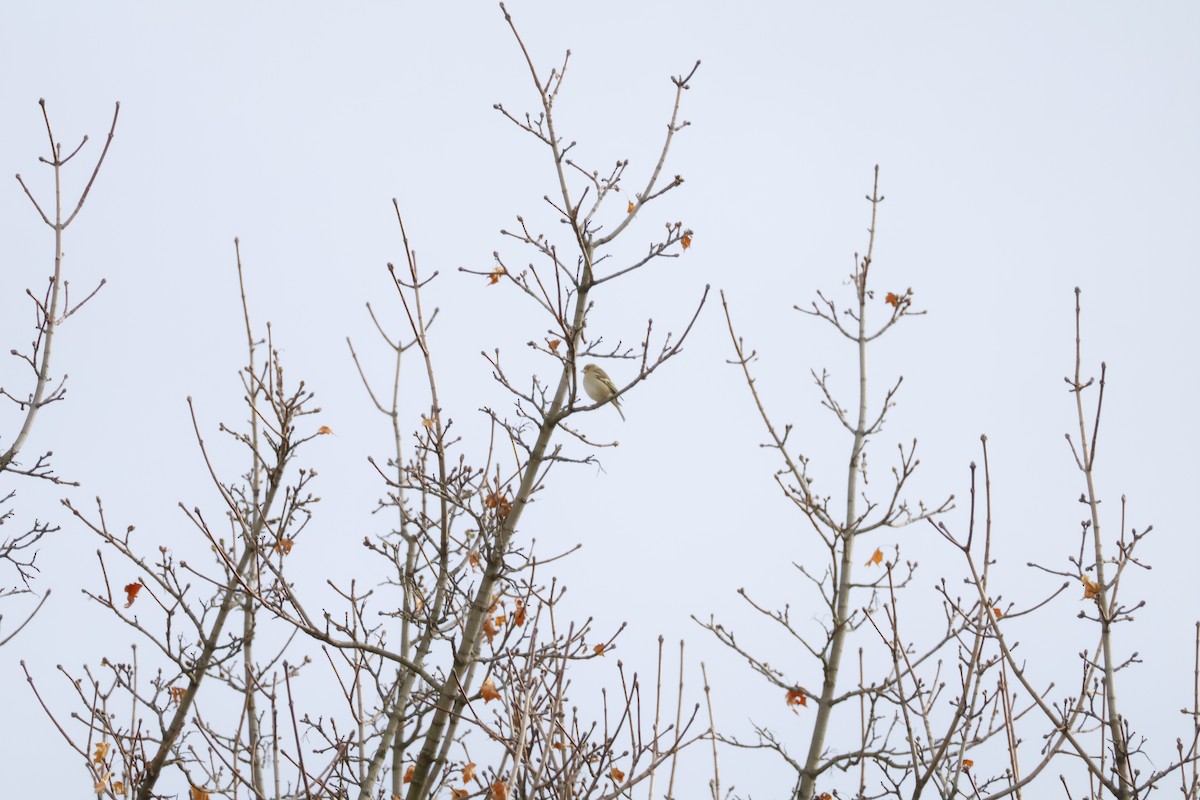 Common Chaffinch - ML646518663