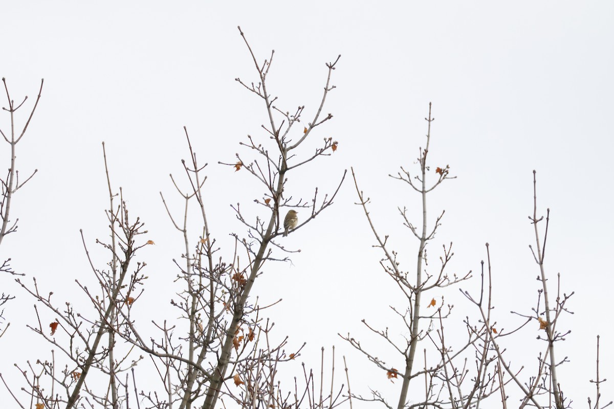 Common Chaffinch - ML646518664