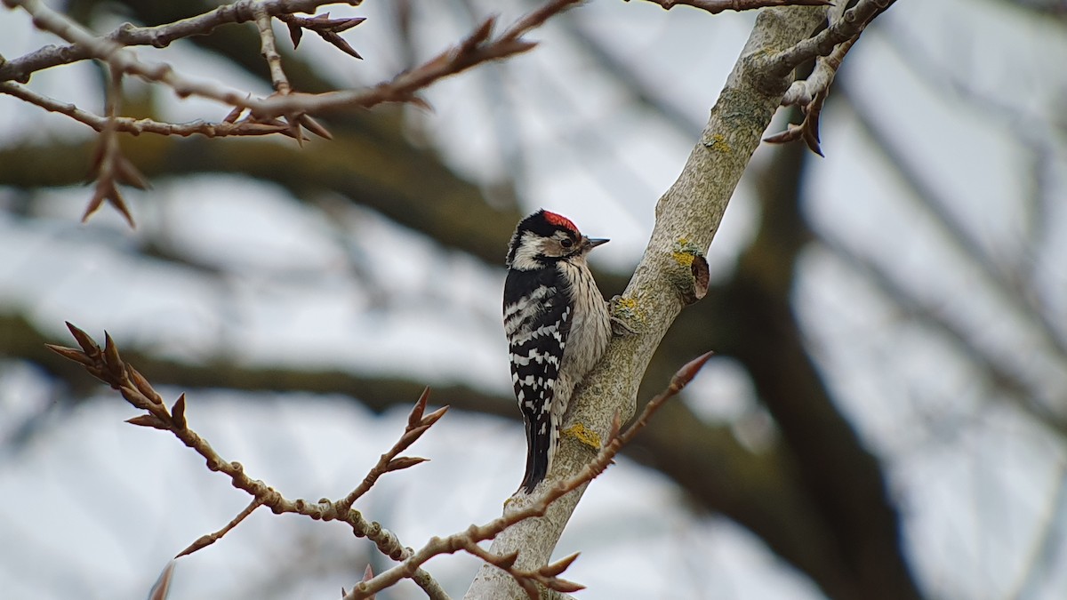 Lesser Spotted Woodpecker - ML646518668