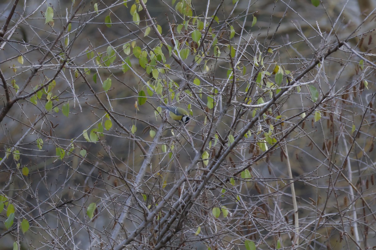 Great Tit - ML646518671