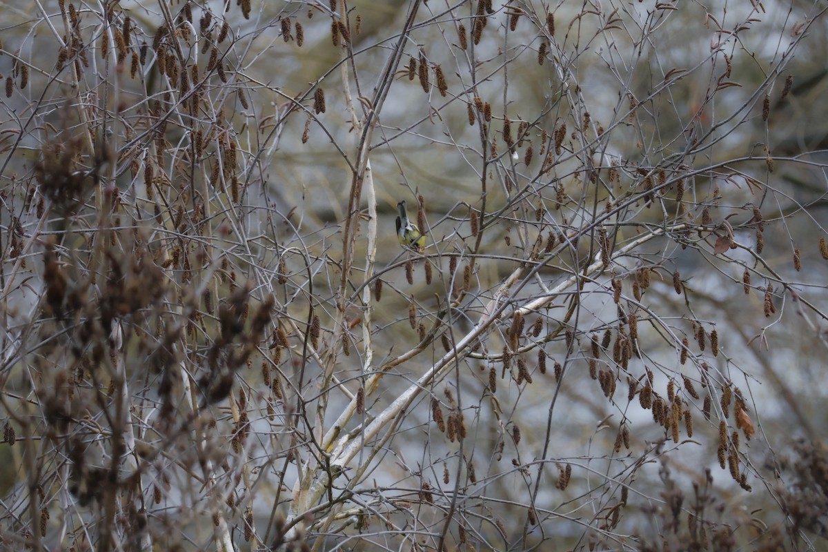 Great Tit - ML646518672