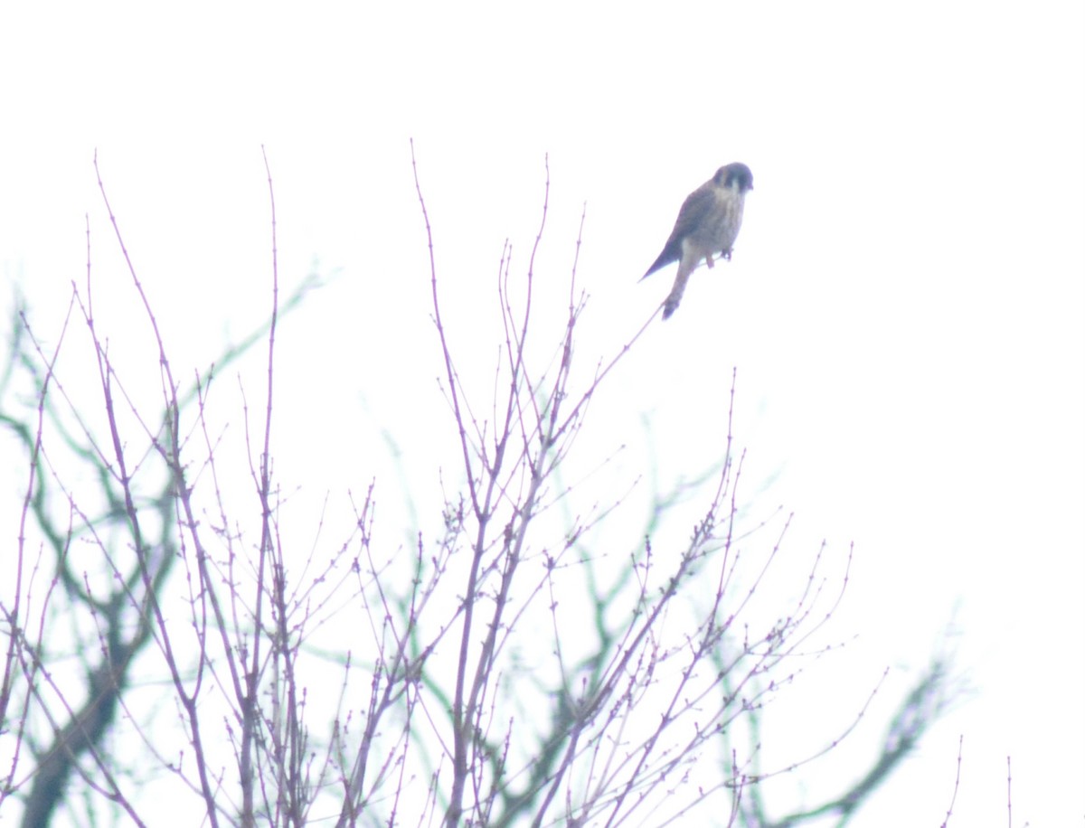 American Kestrel - ML646518673