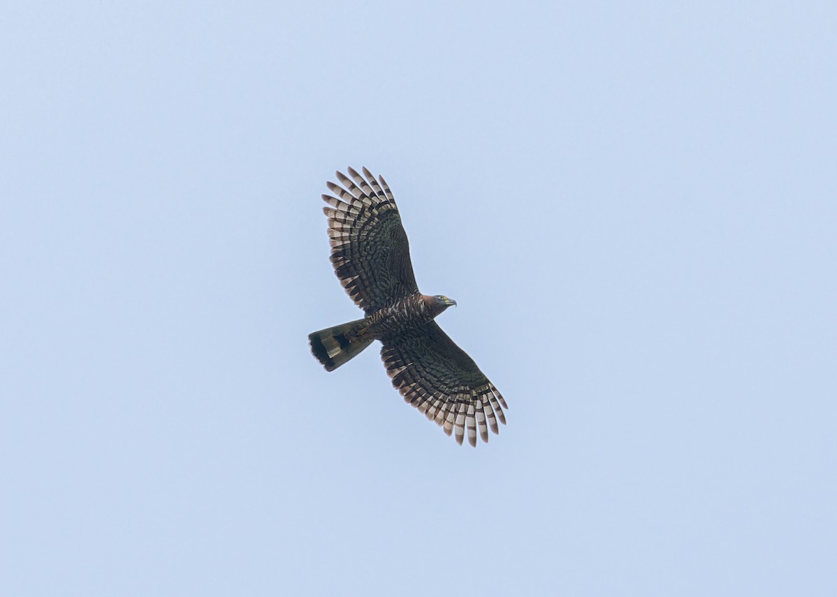 Hook-billed Kite - ML646518676