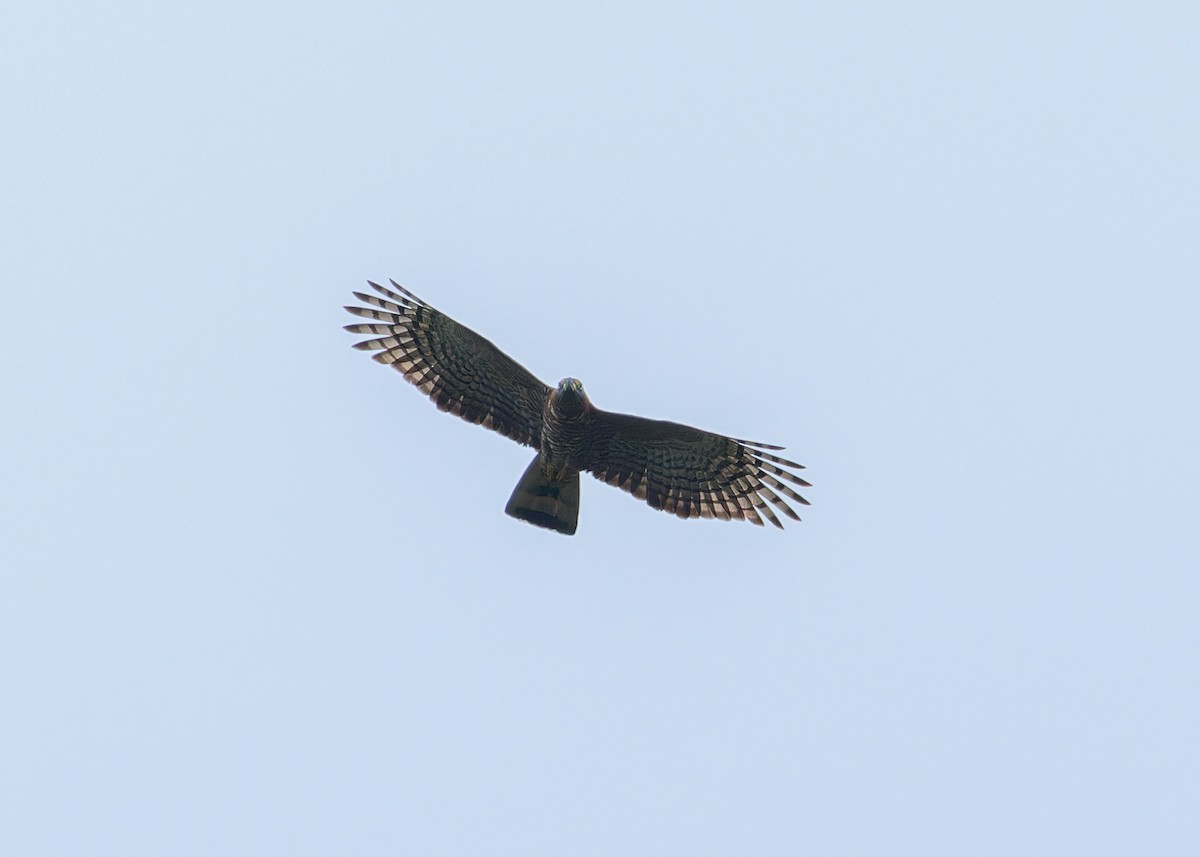 Hook-billed Kite - ML646518677