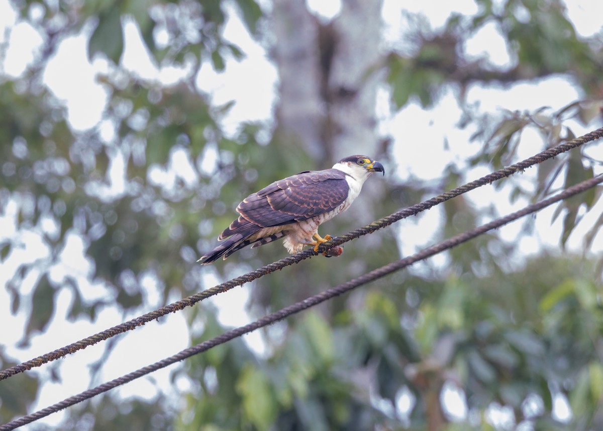Hook-billed Kite - ML646518678