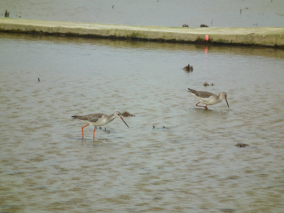 Spotted Redshank - ML646518680