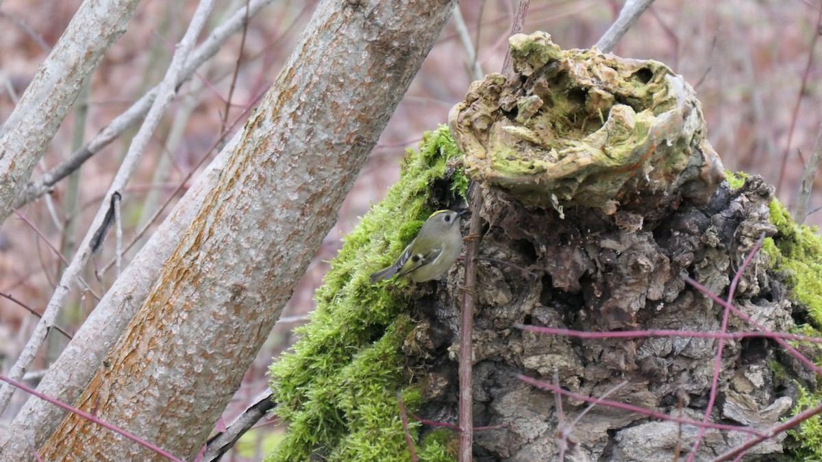 Goldcrest - ML646518683