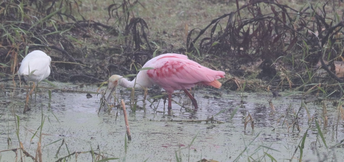 Rosalöffler - ML646518687