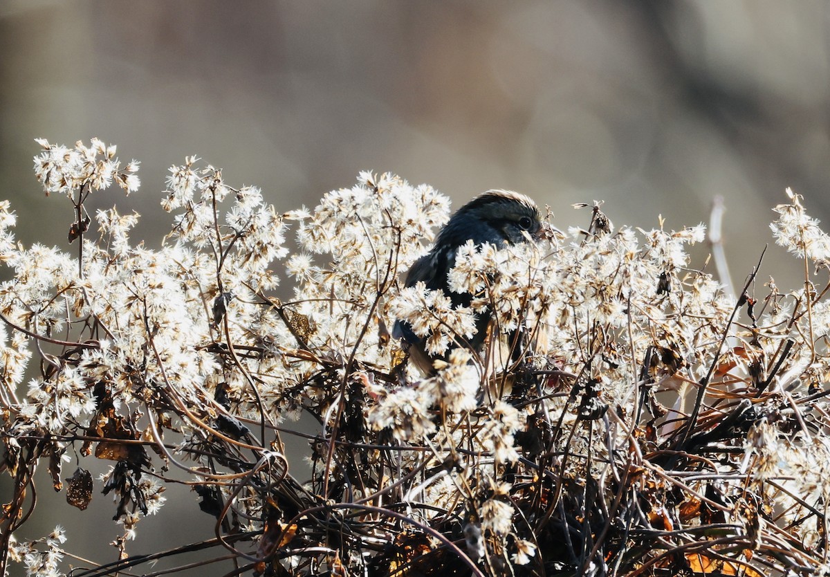 Swamp Sparrow - ML646518689