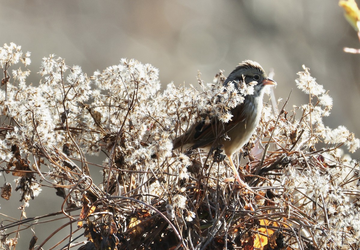 Swamp Sparrow - ML646518690